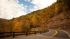 Landscapes nature Trees roads ny new york city