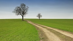 Landscapes nature Trees roads paths fields skyscapes