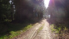 Landscapes nature Trees roads sunlight forests