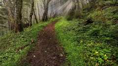 Landscapes nature Trees roads sunlight forests