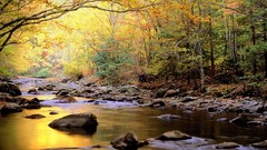 Landscapes nature Trees rocks rivers