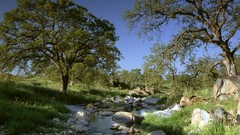 Landscapes nature Trees rocks streams