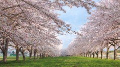 Landscapes nature Trees sakura