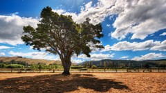 Landscapes nature Trees savannah Shade