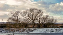 Landscapes nature Trees seasons