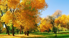 Landscapes nature Trees seasons autumn