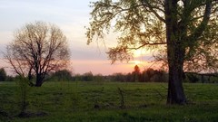 Landscapes nature Trees serenity