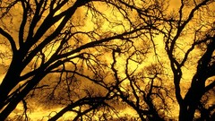 Landscapes nature Trees silhouettes