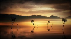 Landscapes nature Trees silhouettes mist