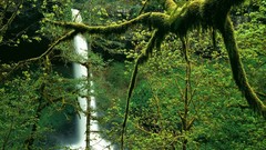 Landscapes nature Trees silver Oregon north falls Parks