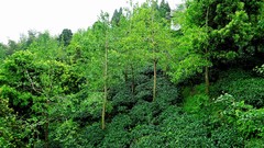 Landscapes nature Trees skies