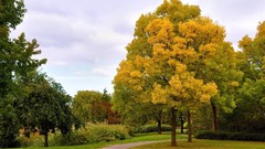 Landscapes nature Trees sky autumn Parks October paths avenue 