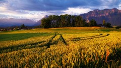 Landscapes nature Trees sky wheat Alps fields golden