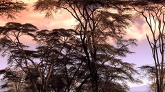 Landscapes nature Trees skylines