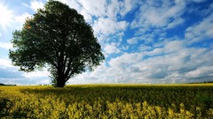 Landscapes nature Trees skyscapes