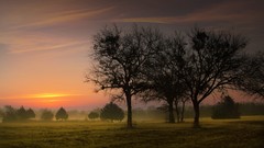 Landscapes nature Trees skyscapes