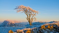 Landscapes nature Trees skyscapes