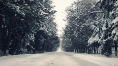 Landscapes nature Trees snow