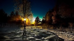 Landscapes nature Trees snow