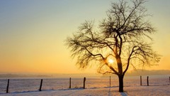 Landscapes nature Trees snow