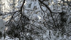 Landscapes nature Trees snow