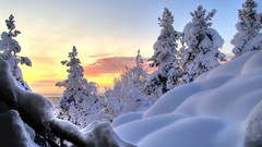 Landscapes nature Trees snow