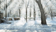 Landscapes nature Trees snow