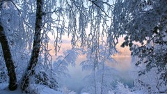 Landscapes nature Trees snow