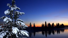 Landscapes nature Trees snow