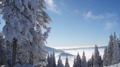 Landscapes nature Trees snow