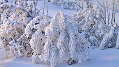 Landscapes nature Trees snow