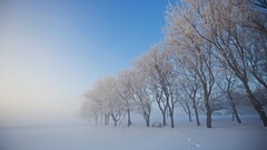 Landscapes nature Trees snow Canada alberta footprint national 