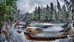 Landscapes nature Trees snow clouds forests