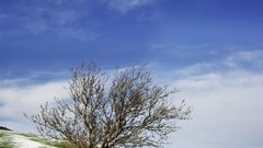Landscapes nature Trees snow fields skyscapes