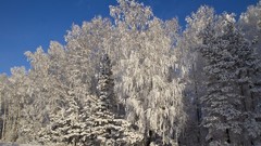 Landscapes nature Trees snow forests