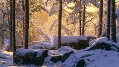 Landscapes nature Trees snow forests