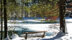 Landscapes nature Trees snow ice coast bench spring