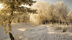 Landscapes nature Trees snow landmark