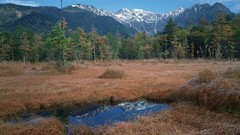 Landscapes nature Trees snow Mountains fir-tree swamps forests