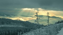 Landscapes nature Trees snow Mountains forests
