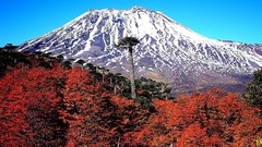 Landscapes nature Trees snow Mountains red white Green 