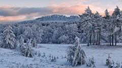 Landscapes nature Trees snow pine trees snow landscapes