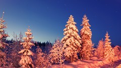 Landscapes nature Trees snow skyscapes