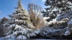 Landscapes nature Trees snow snowy trees Winter is Coming