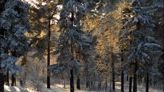 Landscapes nature Trees snow sun