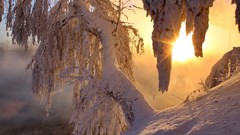 Landscapes nature Trees snow sun