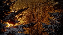 Landscapes nature Trees snow sun