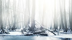 Landscapes nature Trees snow sun forests l.a.c.