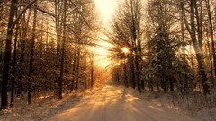 Landscapes nature Trees snow sunlight
