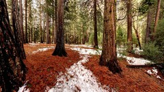 Landscapes nature Trees snow USA national park forests